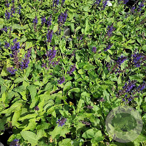 Salvia nem. 'Viola Klose' GM P9