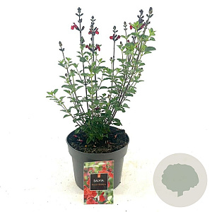 Salvia 'Royal Bumble' GM 2,0L