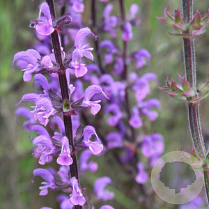 Salvia sylv. 'Serenade' GM P9