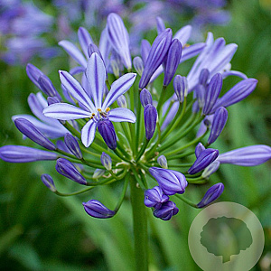 Agapanthus 'Charlotte' GM P9