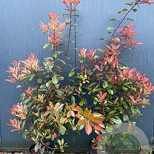 Photinia fraseri 'Red Robin' 150-175 cm 30L