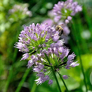 Allium Avatar GM P9
