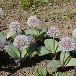 Allium karataviense GM P9