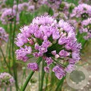 Allium nutans 'Sara' GM P9