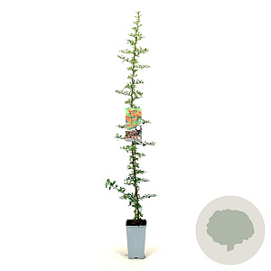 Pyracantha 'Orange Glow' 80-100 cm 2,5L