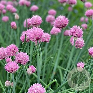 Allium schoenop. 'Forescate' GM P9