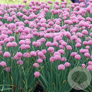 Allium schoenop. 'Rising Star' GM P9