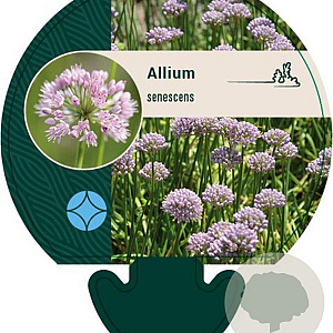 Allium senescens GM P9