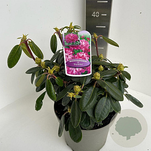 Rhododendron (Y) 'Blurettia' 30-40 cm 5,0L