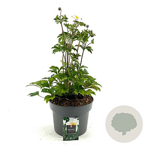 Anemone Elfin Swan GM C5