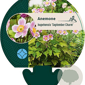Anemone h. 'September Charm' GM P9