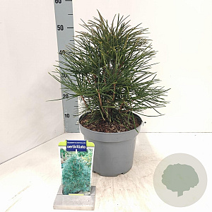 Sciadopitys verticillata 25-30 cm 5,0L