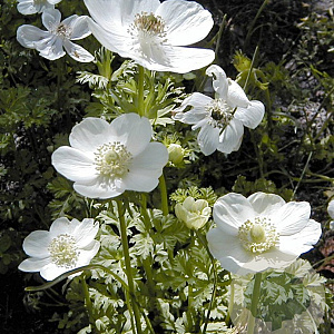 Anemone hyb. 'Géante Blanche' GM P9