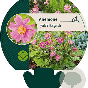 Anemone hyb. 'Margarete' GM P9