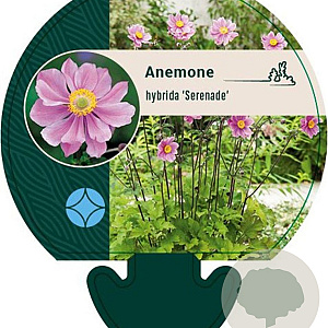 Anemone hyb. 'Serenade' GM P9