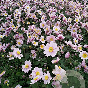 Anemone hyb. 'Serenade' GM P9