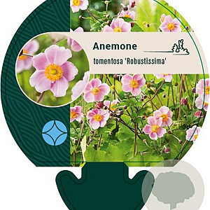 Anemone tom. 'Robustissima' GM P9