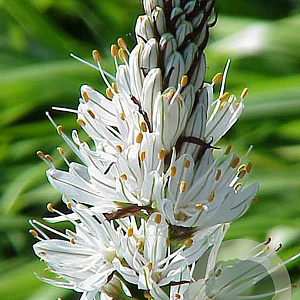 Asphodelus lusitanicus GM P9