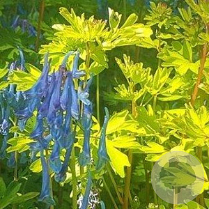 Corydalis 'Golden Spinners' GM P9