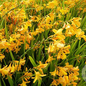 Crocosmia 'Buttercups' GM P9
