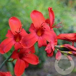 Crocosmia 'Hellfire' GM P9