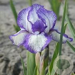Iris (P) 'Petit Polka' GM P9