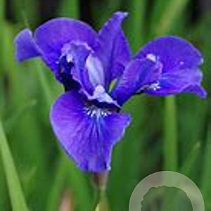 Iris sib. 'Ego' GM P9
