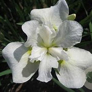 Iris sib. 'Not Quite White' GM P9