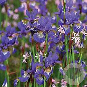 Iris sib. 'Persimmon' GM P9