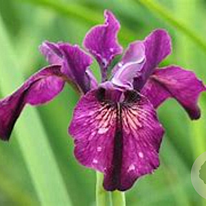 Iris sib. 'Red Flare' GM P9