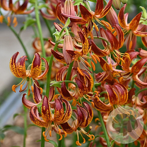 Lilium 'Arabian Knight' GM P9