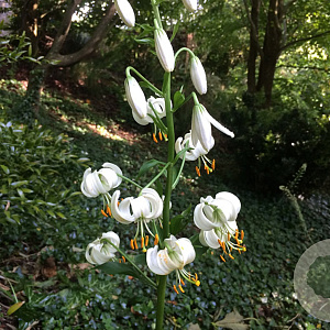 Lilium martagon album GM  P11