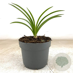 Nerine bowdenii GM 2,0L