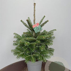 Abies nordmanniana 50-60 cm 10L