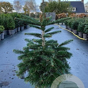 Abies nordmanniana 70-80 cm 15L