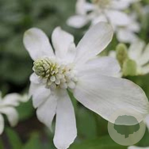 Anemopsis californica GM P9