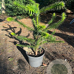 Araucaria araucana 60-80 cm 10L