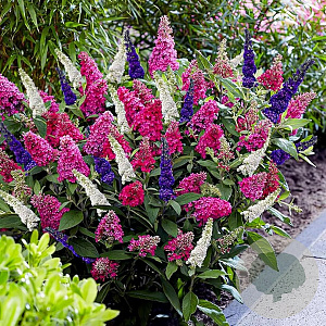 Buddleja davidii 'Tricolor' 30-40 cm 3,0L