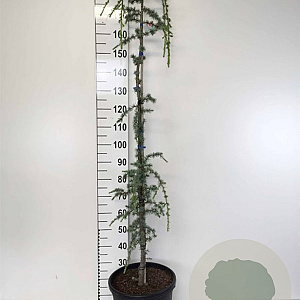 Cedrus l. 'Glauca Pendula' 150-175 cm draadkluit solitair