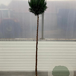 Chamaecyparis l. 'Columnaris' 160 cm stam 25L bol