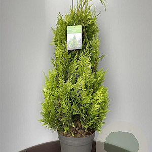 Chamaecyparis l. 'Yvonne' 80-100 cm 10L