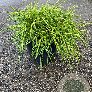 Chamaecyparis p. 'Filifera Nana' 25-30 cm 2,0L