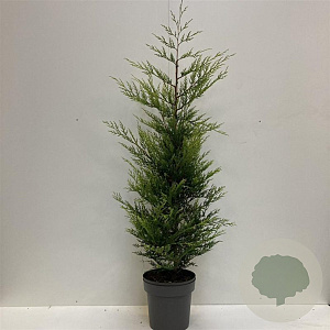 Cupressocyparis l. 'Castlewellan' 125-150 cm 12L