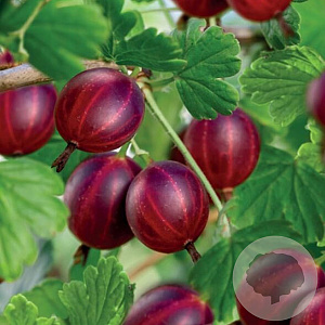 Ribes u.-c. 'Captivator' 40-60 cm 5,0L