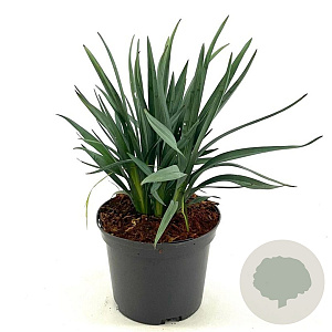 Dianella caerulea Casa Blue 25-30 cm 2,0L