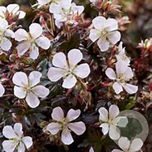 Geranium pratense 'Black 'n White' GM P9