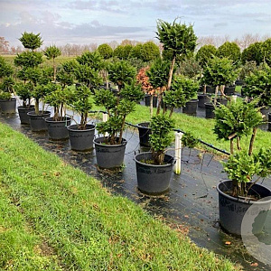 Juniperus chinensis 125-150 cm cont. 90L pompon
