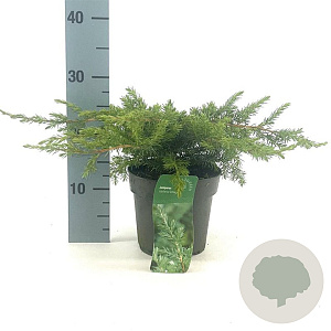 Juniperus conferta 'Schlager' 20-30 cm 2,0L
