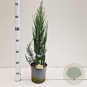 Juniperus s. 'Blue Arrow' 40-60 cm 2,5L