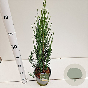 Juniperus s. 'Blue Arrow' 40-60 cm 2,5L
